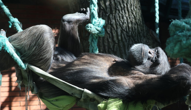 Juddy balí kufry. Šimpanzice z Hodonína se přestěhovala do Ostravy