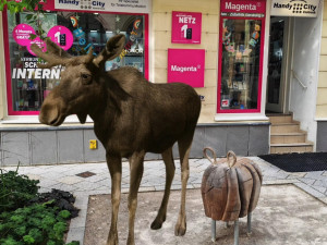 Los v ateliéru, bance nebo kavárně. Emil se stal za hranicemi marketingovým tahákem