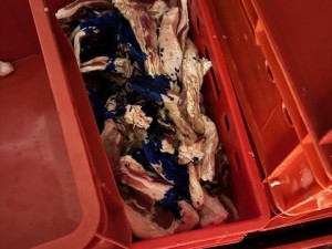 Veterináři našli v bourárně na Brněnsku tři čtvrtě tuny zapáchajícího vepřového