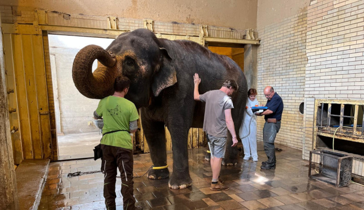 Nechte slonici Balu dožít v Zoo Liberec, žádá petice. Odborníci to odmítají