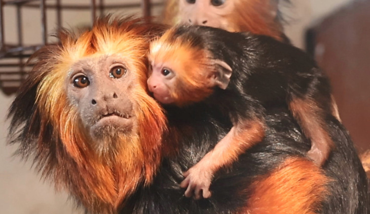 Lvicek-mlade-11-2048x1611