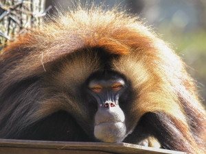 Zoo Brno otevírá nový výběh pro dželady a zve na slavnostní den