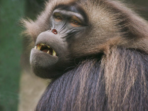 Zoo Brno otevírá nový výběh pro dželady a zve na slavnostní den