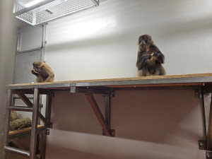 Zoo Brno otevírá nový výběh pro dželady a zve na slavnostní den