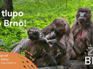 Zoo Brno otevírá nový výběh pro dželady a zve na slavnostní den