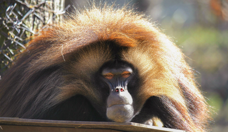Zoo Brno otevírá nový výběh pro dželady a zve na slavnostní den