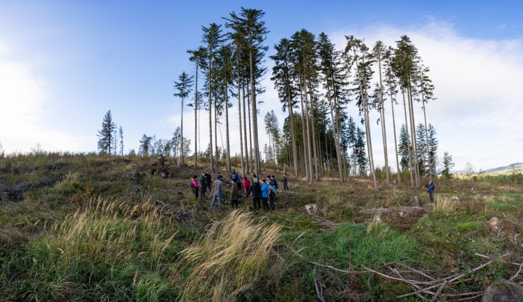Nadace obnovuje lesy na Liberecku. Letos se přiblíží půlmilionu vysázených stromů