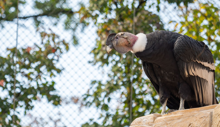 Největší dravci světa v olomoucké zoo. Kondoři mají novou voliéru