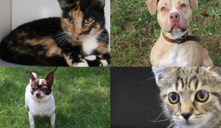 Snímek obrazovky 2025-09-16 094128