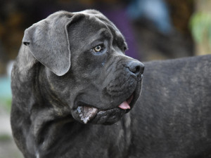 Veterinární inspektorku v Pohořelicích pokousali agresivní psi, musela do špitálu
