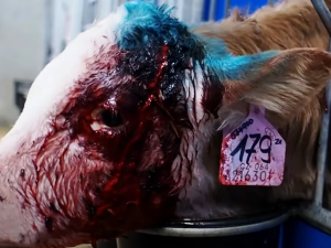 Veganští aktivisté opět zveřejnili násilné záběry z kravínů, viní Agrofert