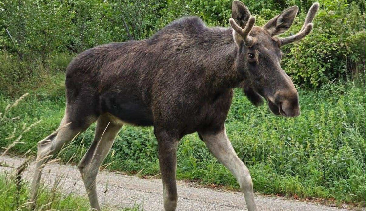 Ilustrační fotografie