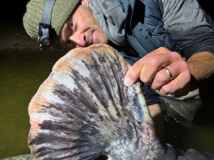 Rybář Vágner ulovil na Vranově dalšího macka, tentokrát měří hned 255 centimetrů