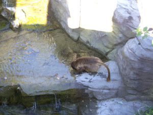 Brněnský sameček dželady Heiko dnes ráno zemřel, uvolnil místo nové tlupě svého druhu