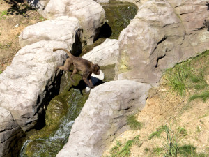 Brněnský sameček dželady Heiko dnes ráno zemřel, uvolnil místo nové tlupě svého druhu