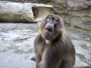 Brněnský sameček dželady Heiko dnes ráno zemřel, uvolnil místo nové tlupě svého druhu