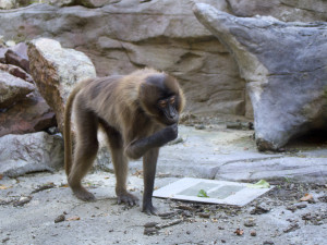 Brněnský sameček dželady Heiko dnes ráno zemřel, uvolnil místo nové tlupě svého druhu