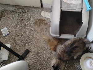 Zápach a nepořádek. Inspektoři zavřeli kočičí kavárnu v Ivančicích