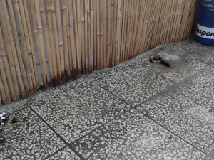 Zápach a nepořádek. Inspektoři zavřeli kočičí kavárnu v Ivančicích