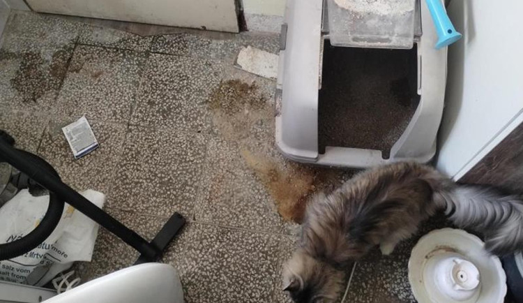 Zápach a nepořádek. Inspektoři zavřeli kočičí kavárnu v Ivančicích