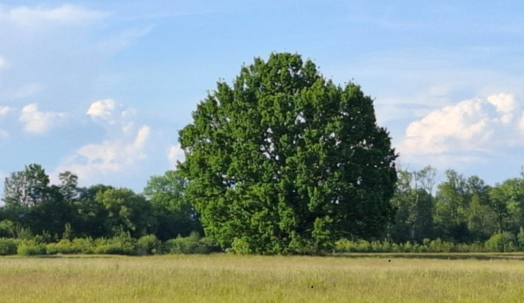 Boj o dub ve Starém Plese. Spolek apeluje na ochranu výjimečného stromu