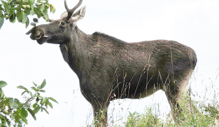 Ilustrační fotografie