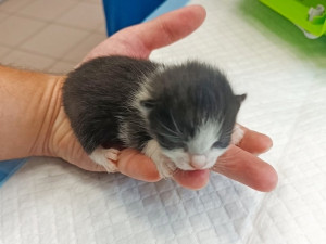 Bez pomoci by nepřežila. Strážníci z Vyškova zachránili osiřelá koťata