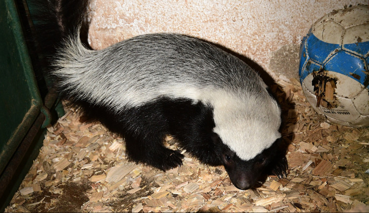Nebojácné šelmy na Svatém Kopečku. V Zoo Olomouc přišla na svět medojedí dvojčata