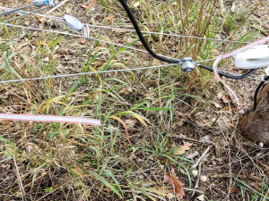 V Podyjí někdo poškodil elektrické ohradníky, ohrozil tím divoké koně