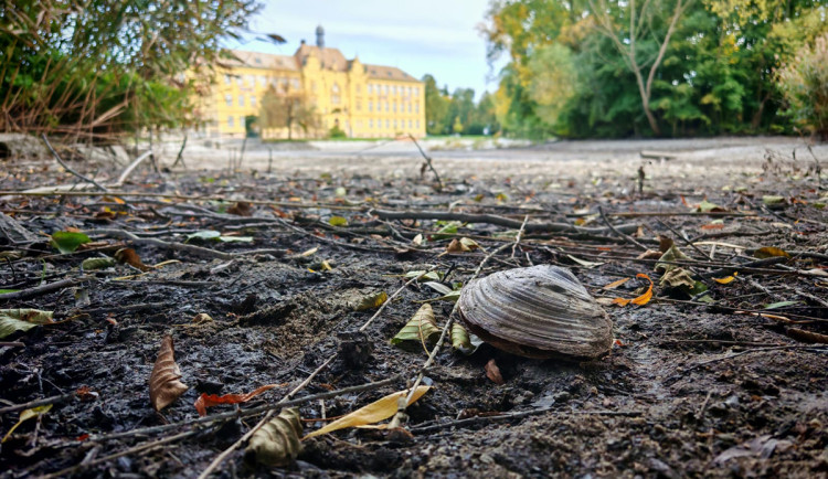 V rybníku v Litovli našli invazivní škeblice. Nikam je nepřenášejte, apeluje město