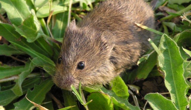 Ilustrační fotografie