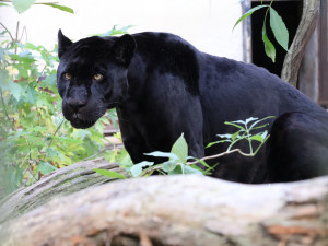 Černý jaguár z Hodonína odlétá na Tenerife, v tamní zoo zůstane dva roky