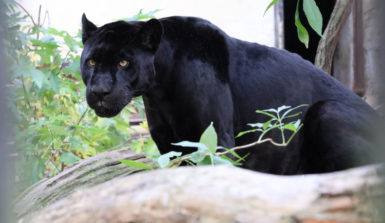 Černý jaguár z Hodonína odlétá na Tenerife, v tamní zoo zůstane dva roky