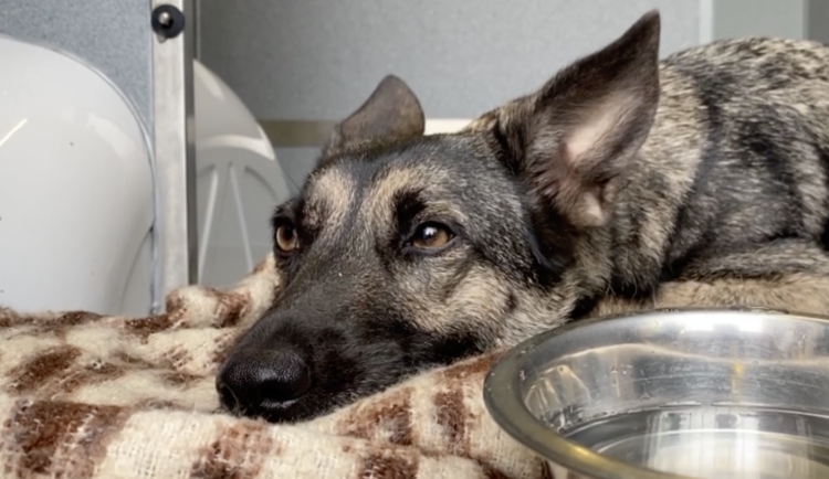 Fenka z metra už je z útulku doma, podle majitelky je to častá útěkářka