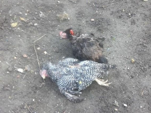 Psi se podhrabali na zahradu v Černovicích a zadávili slepice