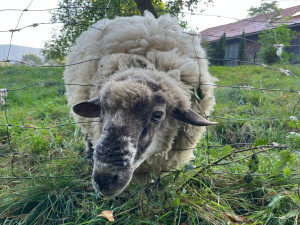 Ovce na Stránské skále v Brně napadají psi, pastevec je zoufalý