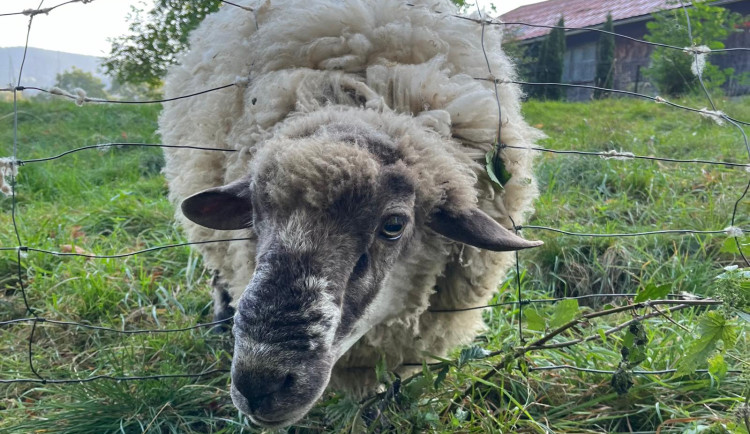 Ilustrační fotografie