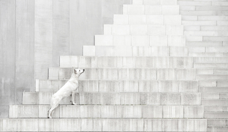 Čistá krása. Jablonecká fotografka uspěla ve světové soutěži psích fotografií