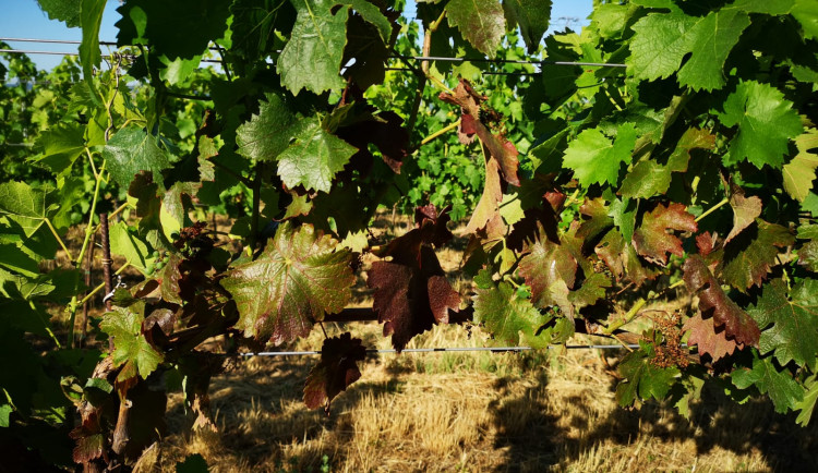 Ilustrační fotografie