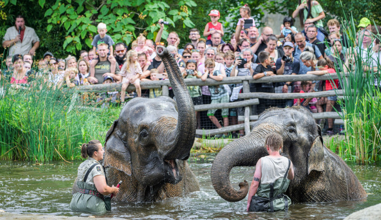 Kontrola situace v zoo se odkládá, Praha zrušila smlouvu s domluvenou firmou