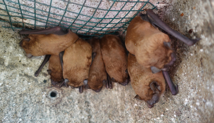 Ve Stromovce našli ochránci desítky netopýrů, jeden z nich měl sedmnáct samic