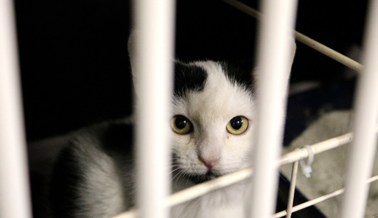 17613426353336-60-fotogalerie-jak-to-vypada-v-brnenskem-utulku-pro-opustena-zvirata