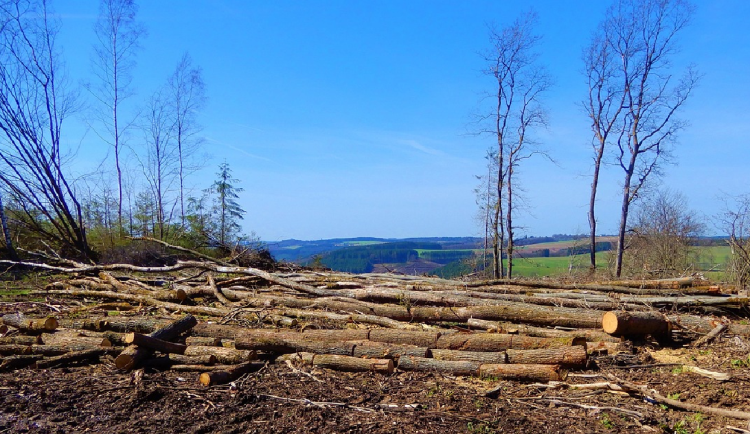 Výborný kritizuje Brusel, chce odklad a zjednodušení nařízení o odlesňování