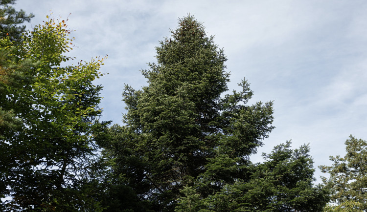 Brno zná svůj vánoční strom. Jedli přitáhne na Svoboďák koňské spřežení