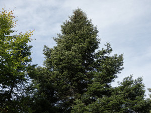 Brno zná svůj vánoční strom. Jedli přitáhne na Svoboďák koňské spřežení