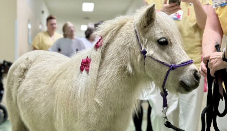 Nečekaná návštěva frýdlantské nemocnice. Za pacienty přijel výtahem miniaturní kůň