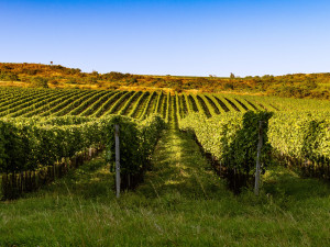 Znovín Znojmo mění vlastníka. Vinařství ale zůstává v českých rukou