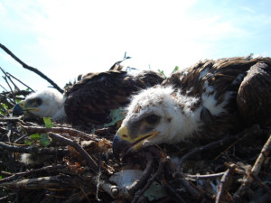 Rekordní rok pro orly královské. Jen v CHKO Soutok se narodilo několik písklat