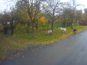 Prase a dvě kozy navštívili luxusní autosalon v Brně. Zaběhnutá trojice hledala dobroty