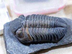 Minerály Brno: přijďte za vánočními dárky a programem pro celou rodinu